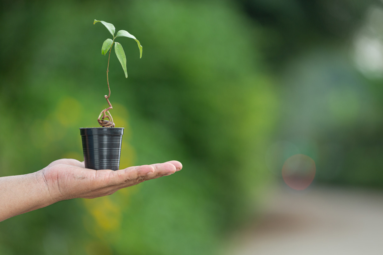 Close up picture of hand holding plant