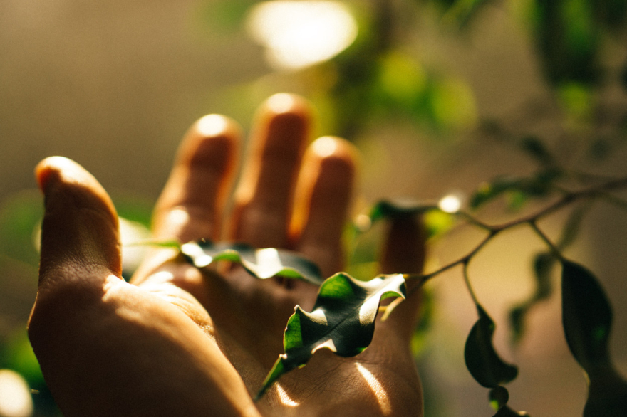 A gentle hand touches a healing plant.